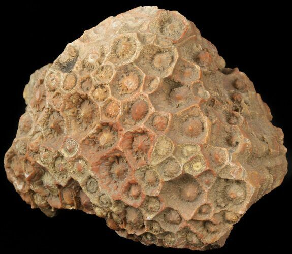 Fossil Coral (Lithostrotionella) Head - Iowa #45063